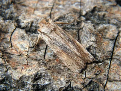 Lithophane (Lithophane) socia