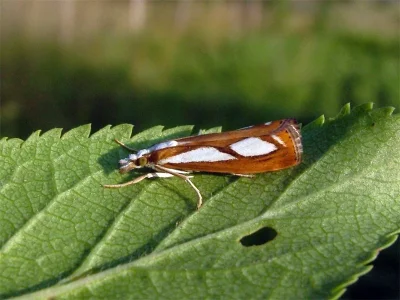 Catoptria osthelderi