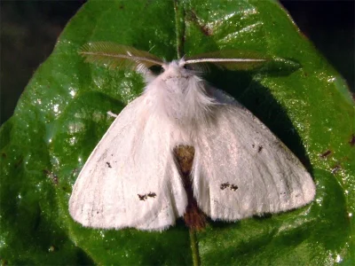 Euproctis (Euproctis) chrysorrhoea