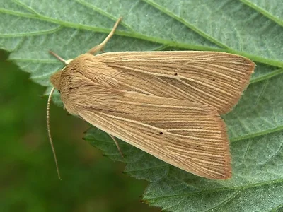 Mythimna (Mythimna) pallens
