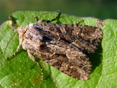 Oligia versicolor