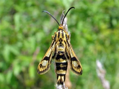 Chamaesphecia (Chamaesphecia) empiformis