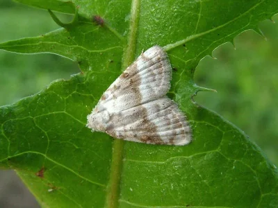 Meganola albula