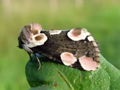 Thyatira batis