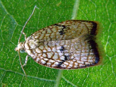 Acleris forsskaleana