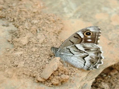 Hipparchia (Pseudotergumia) fidia