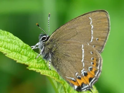 Satyrium (Strymonidia) pruni