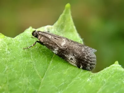 Assara terebrella