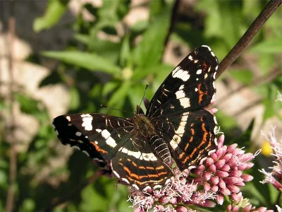 Araschnia levana