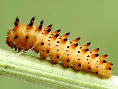 Zerynthia (Z.) polyxena