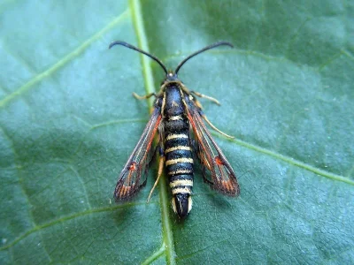 Bembecia (Bembecia) ichneumoniformis