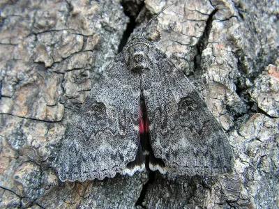 Catocala nupta