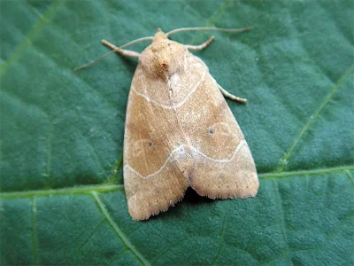 Cosmia (Calymnia) trapezina