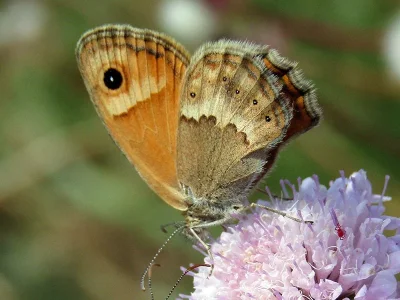 Coenonympha thyrsis