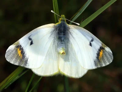 Zegris eupheme