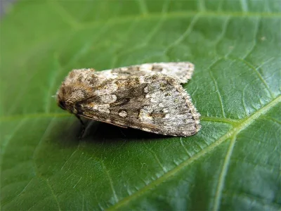 Hecatera bicolorata