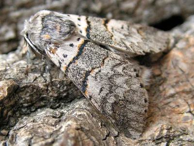 Furcula bifida