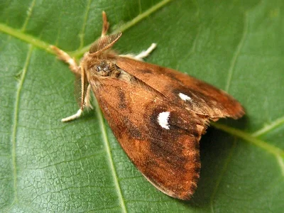 Orgyia (Orgyia) antiqua