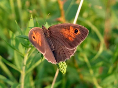 Maniola jurtina