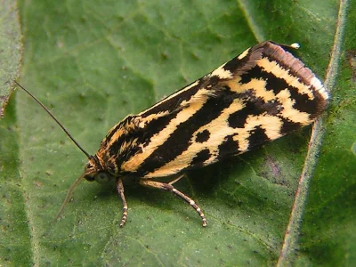 Acontia (Emmelia) trabealis