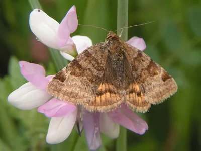 Euclidia (Euclidia) glyphica