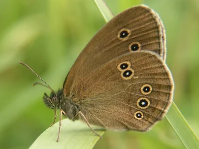 Aphantopus hyperantus