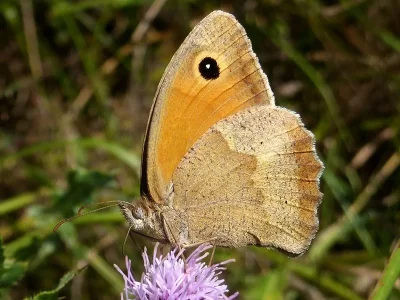 Maniola jurtina