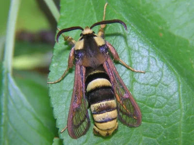Sesia apiformis