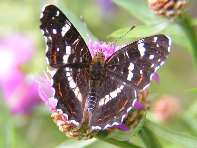Araschnia levana