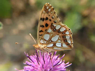 Issoria lathonia