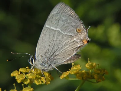 Favonius quercus
