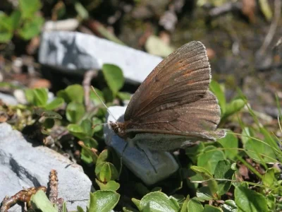 Erebia pandrose