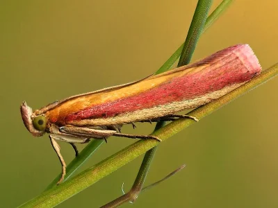 Oncocera semirubella
