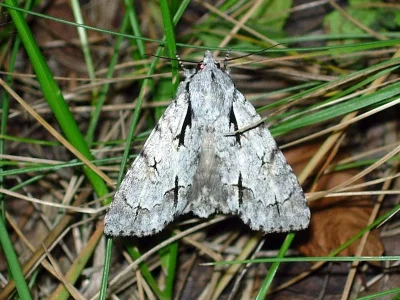 Acronicta (Triaena) cuspis