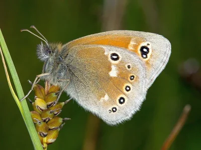 Coenonympha tullia