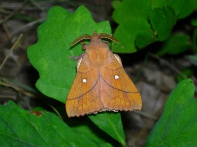 Odonestis pruni