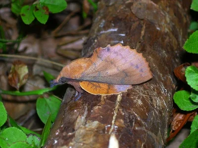 Gastropacha (Gastropacha) quercifolia