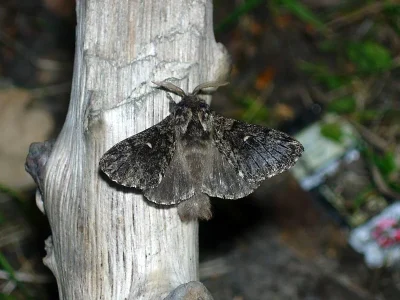 Cosmotriche lobulina