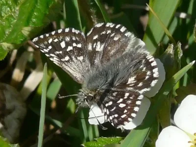 Pyrgus malvae