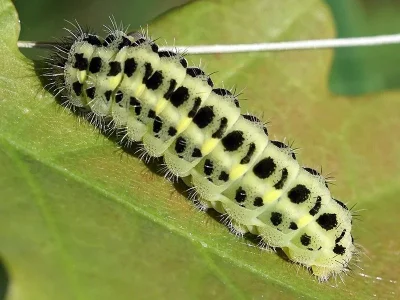 Zygaena (Z.) trifolii