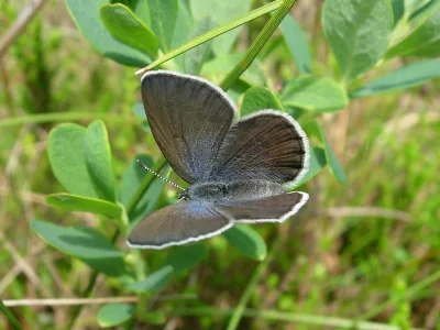 Agriades optilete