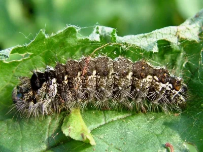 Lymantria (L.) monacha