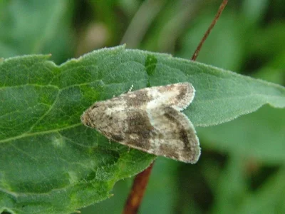 Photedes captiuncula