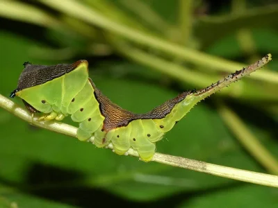 Cerura (Apocerura) erminea