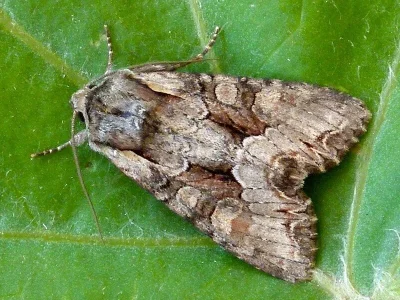 Lacanobia (Lacanobia) w-latinum