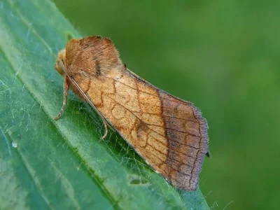 Pyrrhia umbra