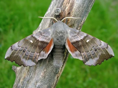 Laothoe populi