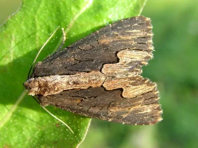 Dypterygia scabriuscula