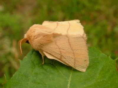 Malacosoma (Clisiocampa) neustria