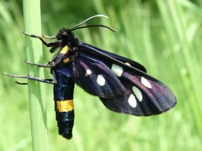 Amata (Syntomis) phegea